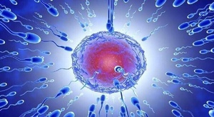 سفينة نوح  .. علماء 