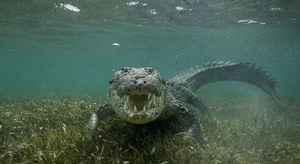 يبحثون عنه منذ 11 يو