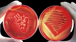 لإنتاج  جنين حيواني 