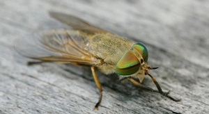 عالمة عربية تكشف فائ